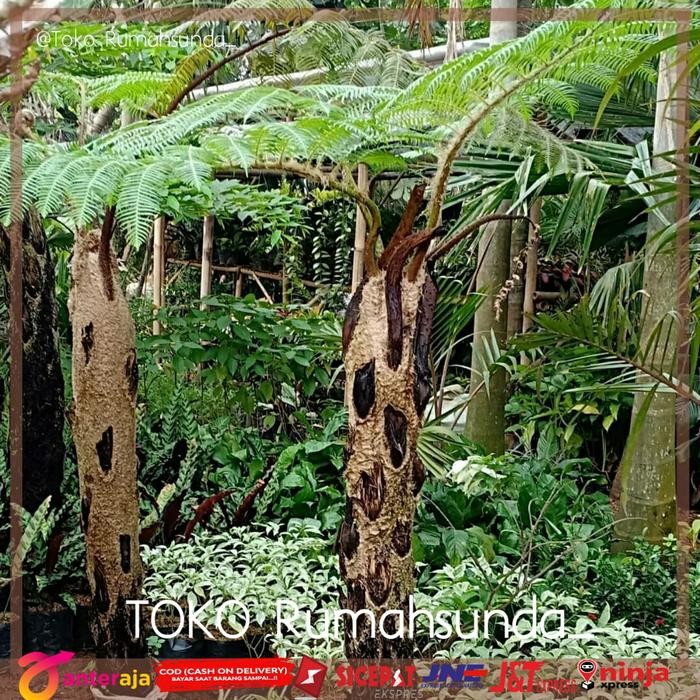 PREMIUM Tanaman pakis monyet / Tanaman paku tiang /Pakis monyet tinggi 1 meter