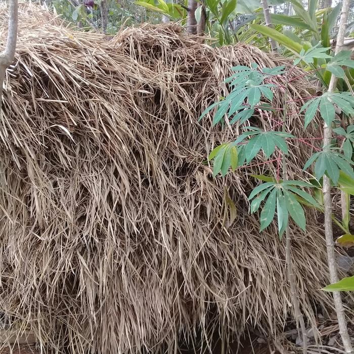 

PREMIUM Jerami kering rumput jerami