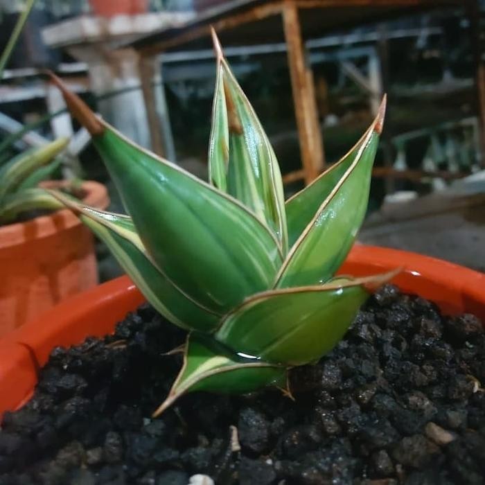 Terlaris Sansevieria Pinguiculata Varigata Sansivera Pinguin Varigata