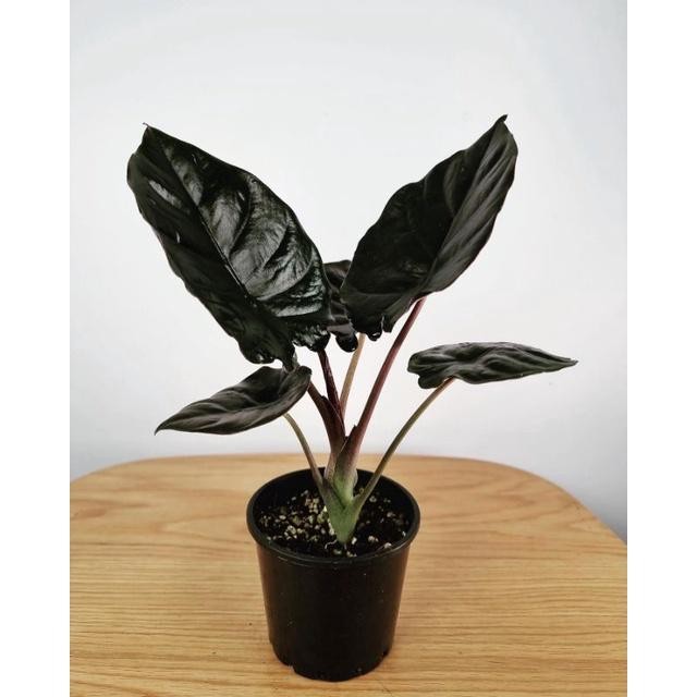 Terlaris Alocasia Infernalis Black Indo Asli / Alocasia Black Magic Asli