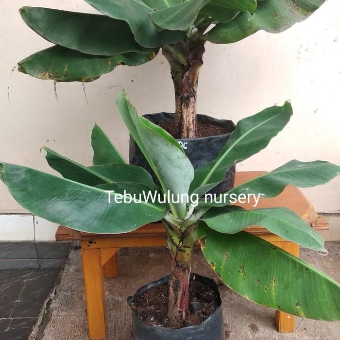 Terlaris Bibit Dwarf Cavendish / Pisang Cebol Ukuran Sedang