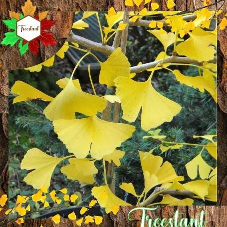 Terlaris Best Seller Tanaman Herbal Hias Bonsai Bibit Pohon Ginkgo Biloba