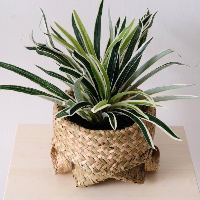 Terlaris- Tanaman Plastik Pandan Varigata / Daun Suji Plastik Hias