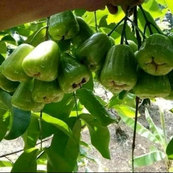 Terlaris Pohon Jambu Air Kiojok Berbuah 2Mtr/Bibit Pohon Jambu Kiojok