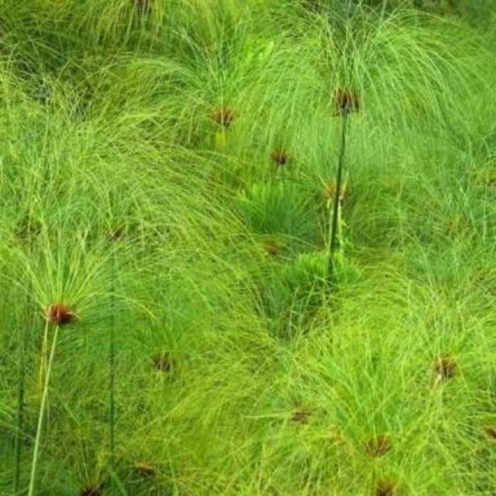 Terlaris Tanaman Giant Papyrus Lelpru 2731Sp