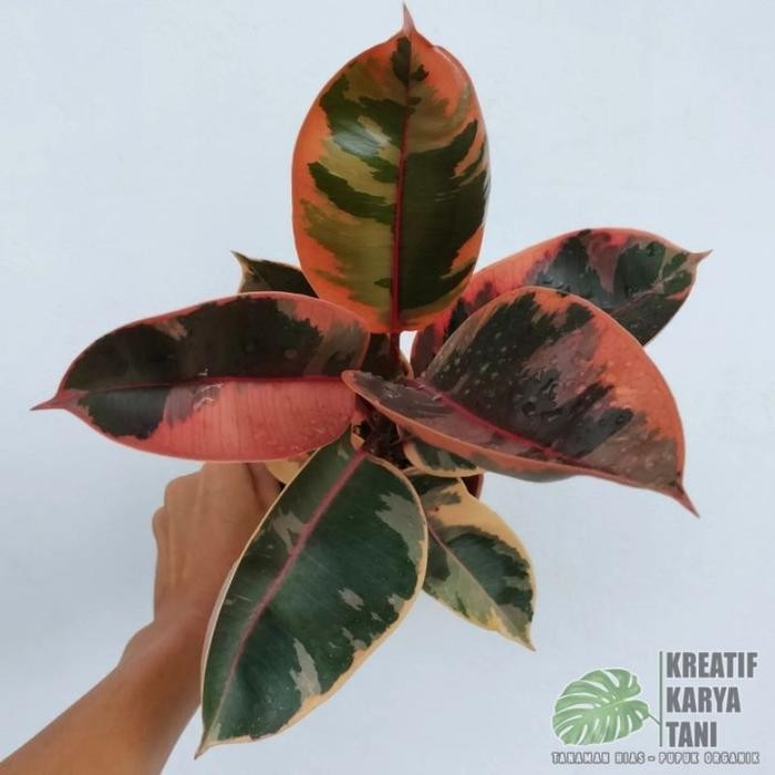 Terlaris Tanaman Hias Ficus Elastica Ruby - Ficus Elastica Ruby