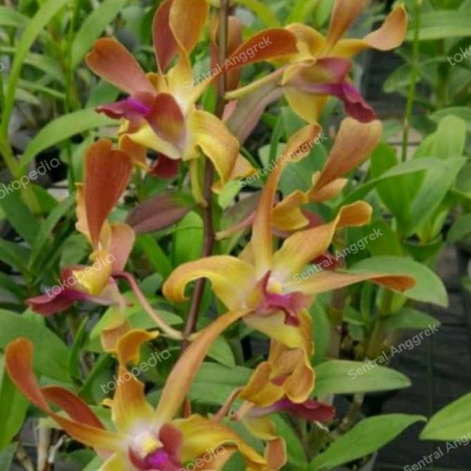 Terlaris Anggrek Dendrobium Keriting Tongdeang X Twist Horn Dewasa Siap Bunga
