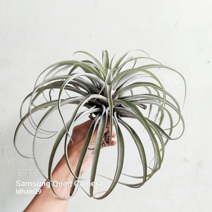 Gardening_Love Tillandsia Pink Velvet Giant