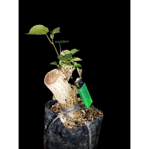 Gardening_Love Stek Batang Waru Varigata Ukuran Besar Program Mame Bogel