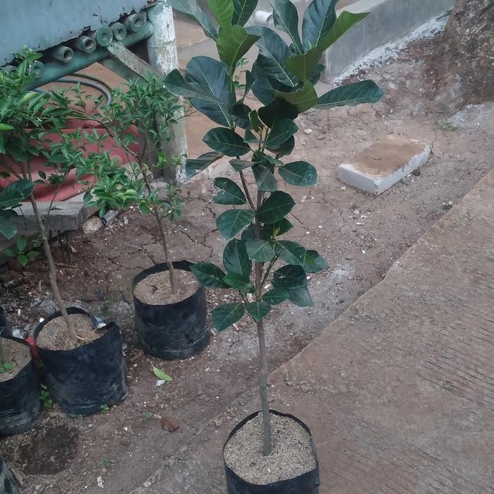 Terang Tani Bibit Nangka Merah Tinggi 1 Meter Okulasi