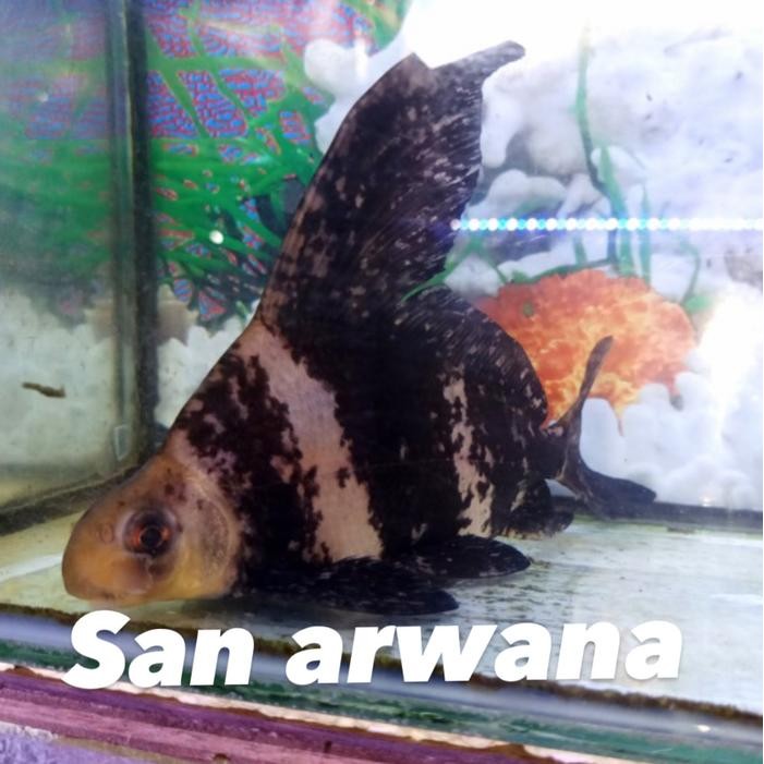 San Arwana Ikan CHF Chinese High Fin CHF Grade A Pilihan Warna Cerah Hiasan Aquarium Sebagai
