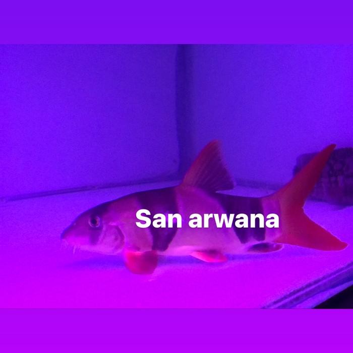 San Arwana Botia Jumbo Ikan Botia Besar 21-22cm Pembersih Kotoran & Sisa Makanan di Aquarium