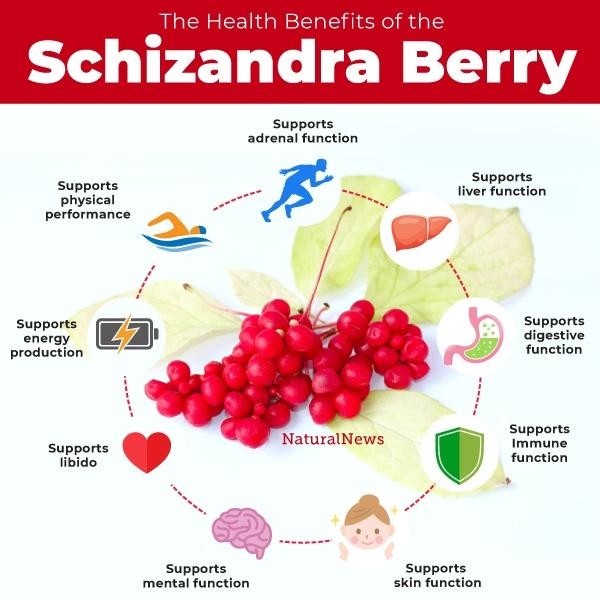 

Premium Dried Schisandra Berry / Wu Wei Zi / Omija Tea Terlaris