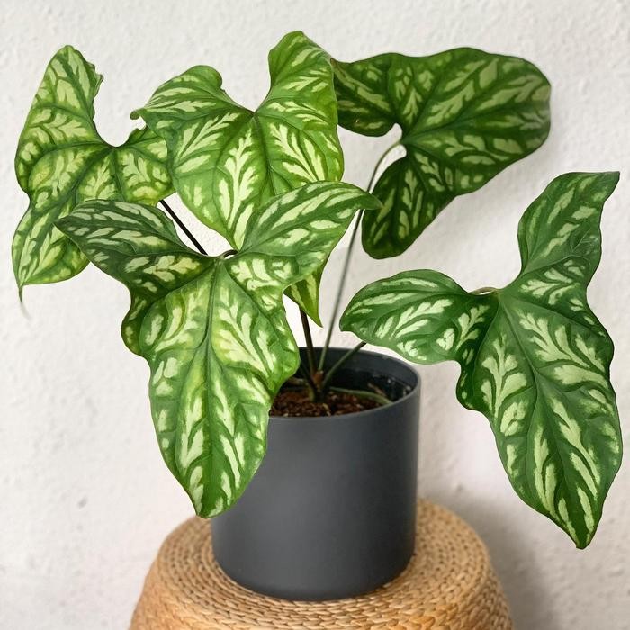 Tanaman keladi tato besar / cercestis mirabilis / Alocasia cercetis