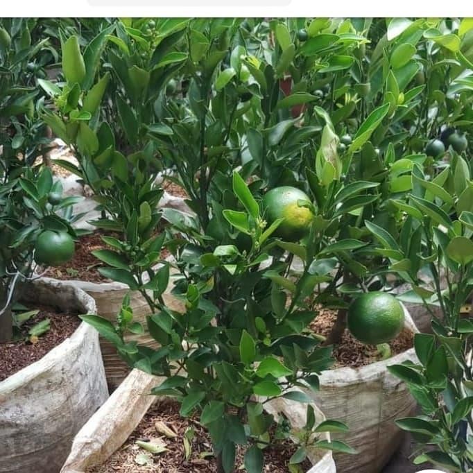 hon jeruk santang madu/tanaman buah murah