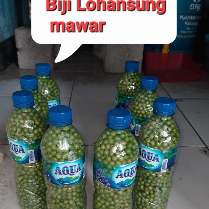 Terlaris Bibit Biji Lohansung Mawar