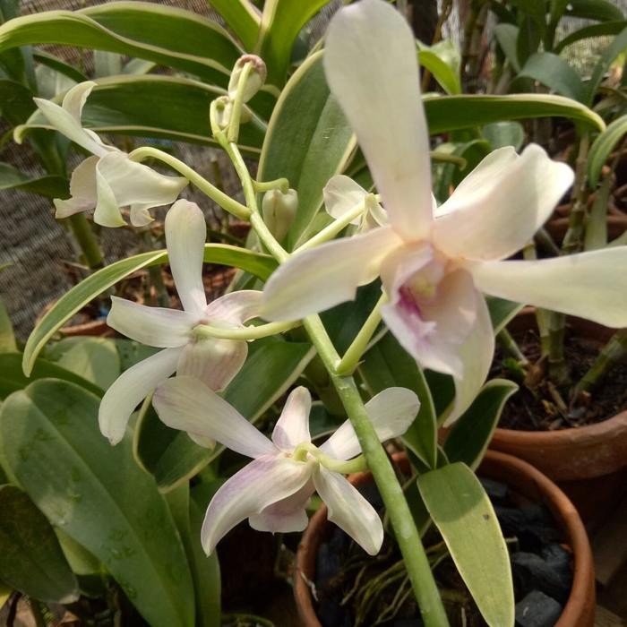 Terlaris Anggrek Dendrobium Chanel