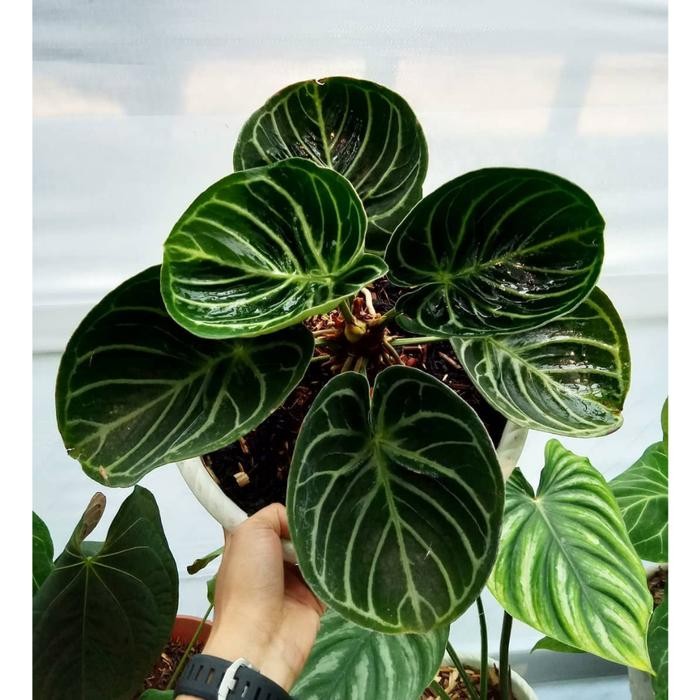 Terlaris Kuping Gajah Mangkok - Kuping Gajah Dorayaki Hybrid - Anthurium