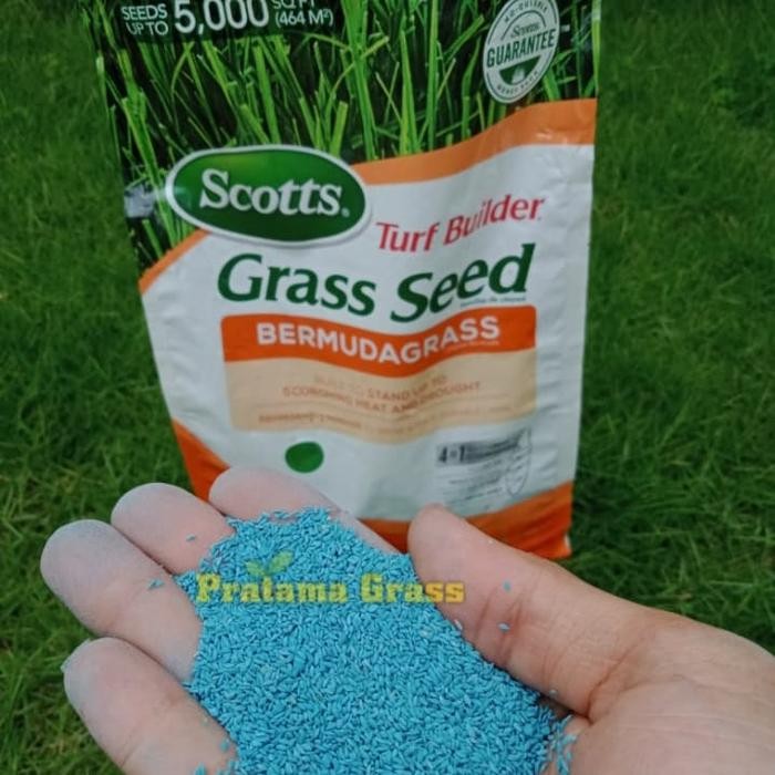 Terlaris Benih Rumput Jepang - Bibit Rumput Jepang - Rumput Taman