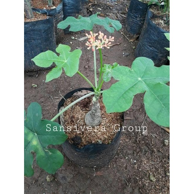 Terlaris Tanaman Jarak Bali / Jarak Botol / Buddha Belly