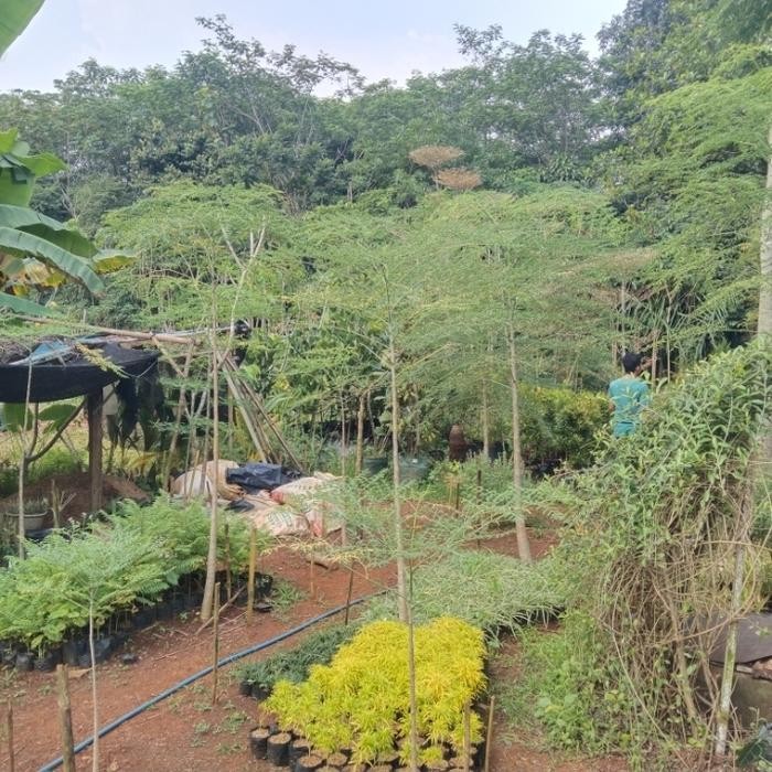 Terlaris Bibit Pohon Kelor Afrika - Tanaman Kelor