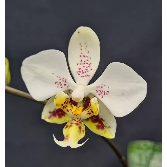 Terlaris [ Remaja ] Phalaenopsis Stuartiana