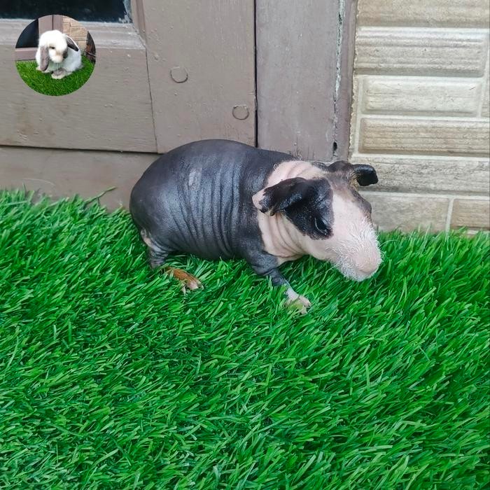 JUAL RUGI marmut/guinea pig skinny belang