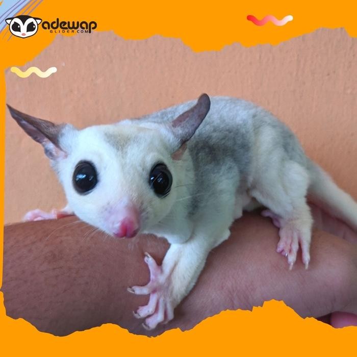 Sugar Glider Platinum Mosaic Joey / SG PLATMOS Baby Jinak