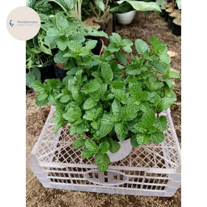 JTTOP" TANAMAN HIAS DAUN MINT TANAMAN DAUN MINT
