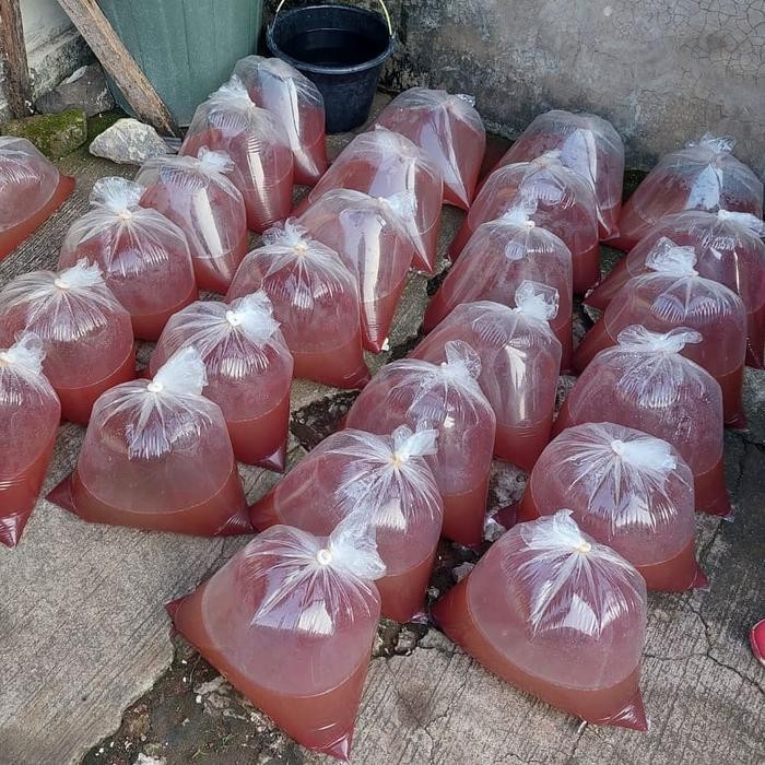 KUTU AIR KUTIR MERAH BERSIH STERIL 1 GELAS AQUA GRATIS PIPET