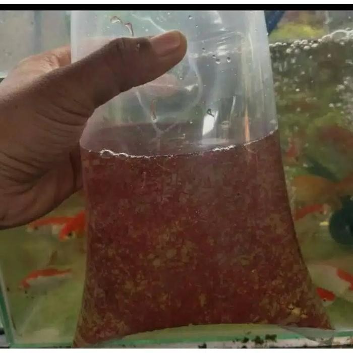 PAKAN IKAN HIAS CADAR / BLOODWOARM CACING DARAH HIDUP UNTUK CUPANG