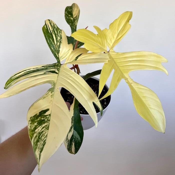 Terlaris Tanaman Philodendron Florida Ghost Varigata / Beauty Flobe Variegata
