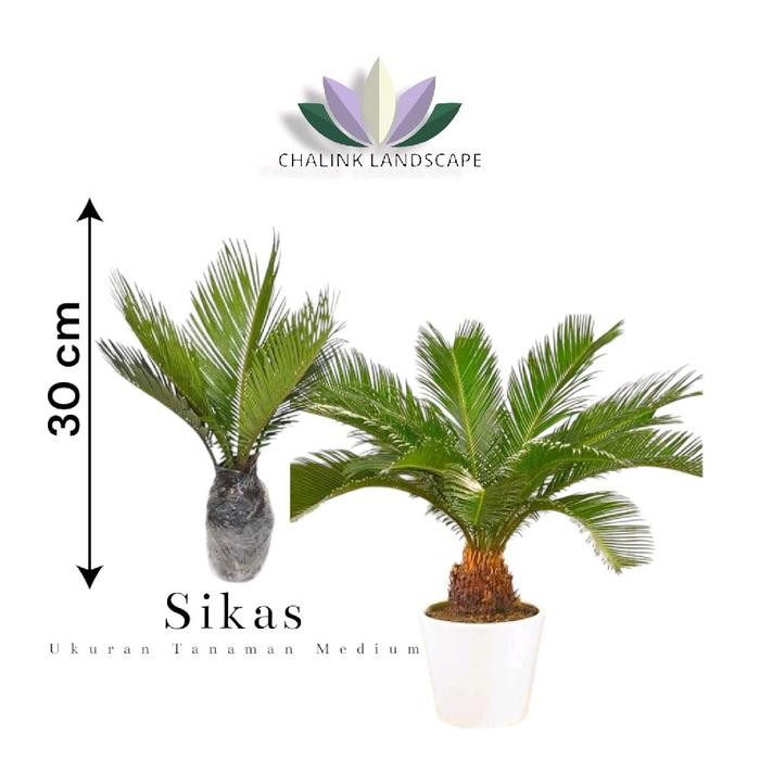Terlaris Tanaman Hias Sikas Ukuran Kecil - Sikas - Pakis Haji - Paku Haji - Pohon Sikas