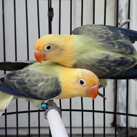 LOVEBIRD BIOLA PB EWING ISTIMEWAH 1 PASANG