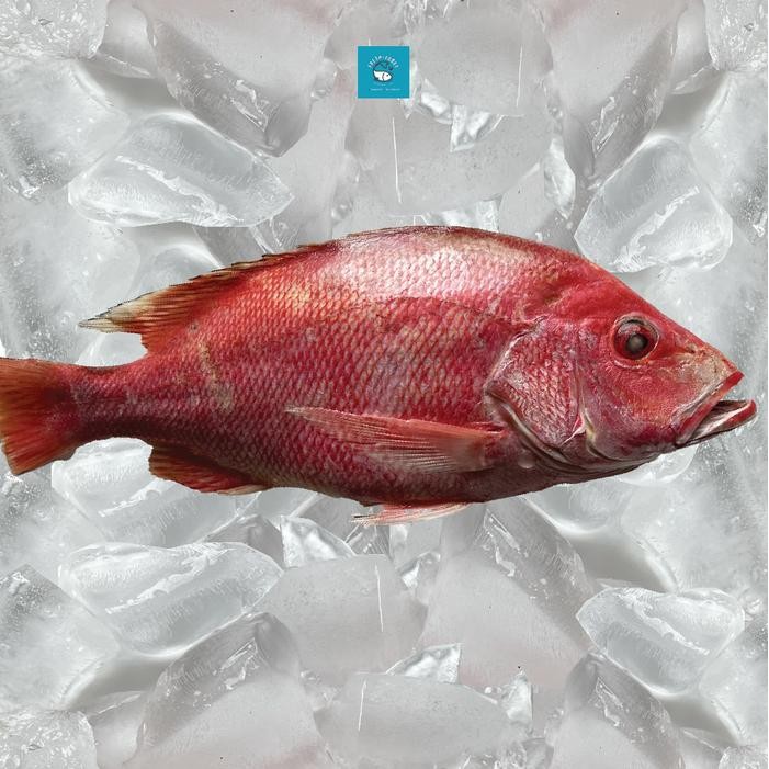 

Ikan Kakap Merah / Red Snapper DIJAMIN SEGAR dan BERKUALITAS By FRESH GOODS