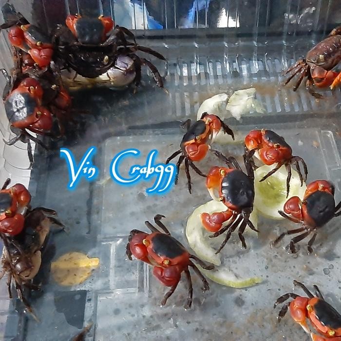 

Kepiting Hias Tawar Red Apple