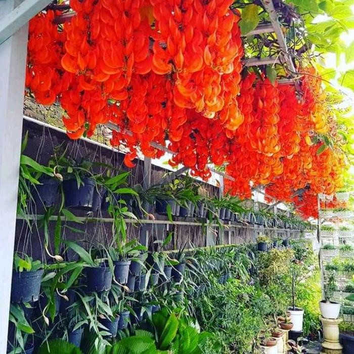 MURAH Bibit Tanaman Flame Of Irian merah api tinggi150up