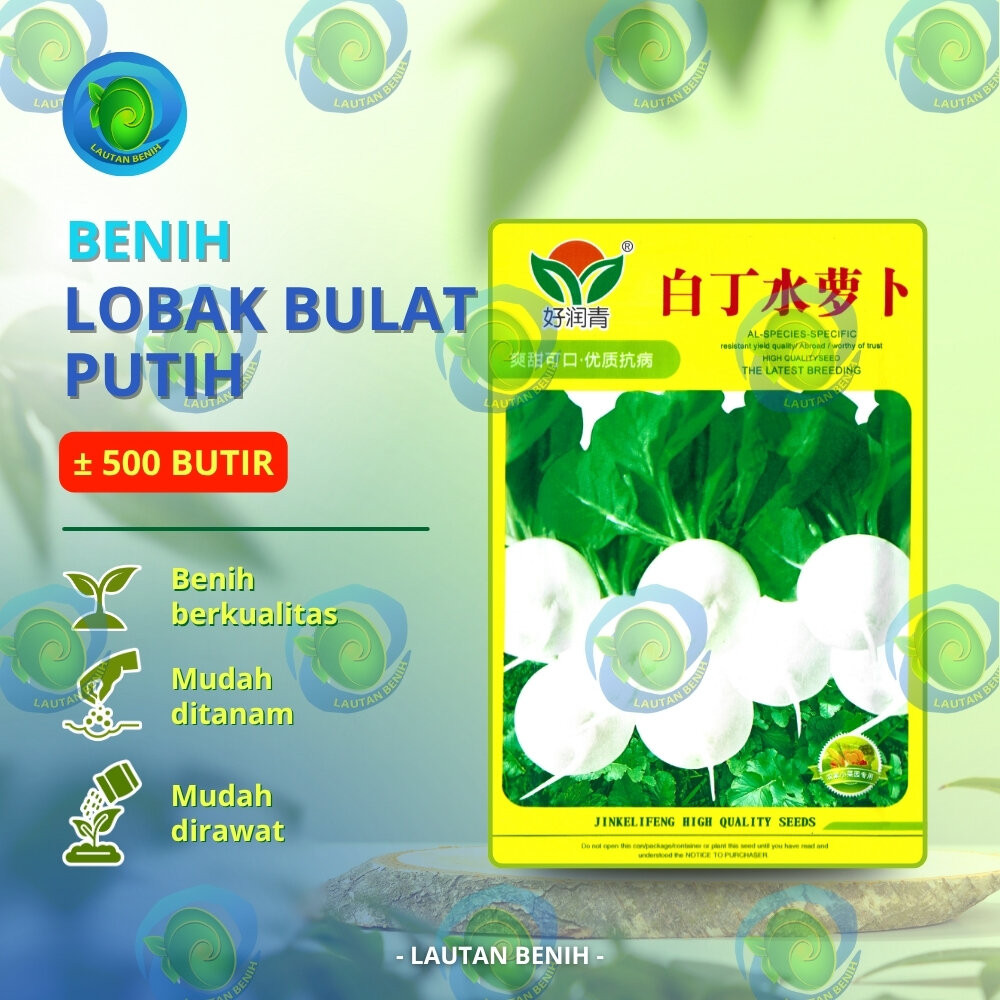 ± 500 BUTIR BENIH LOBAK BULAT PUTIH KEMASAN PABRIK IMPORT