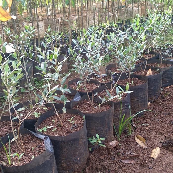 

BIBIT POHON ZAITUN UKURAN 50-60 CM Daunnya bisa dijadikan bubuk teh