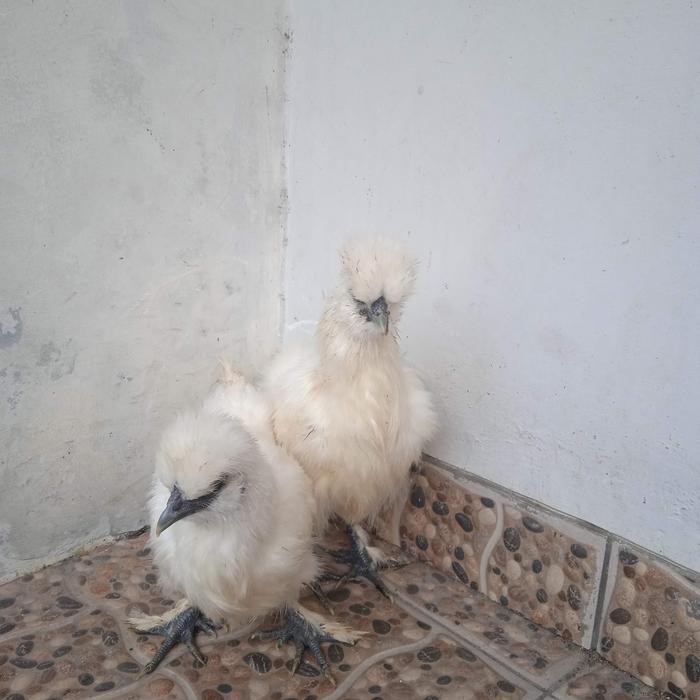 ayam hias ayam silkie ayam kapas