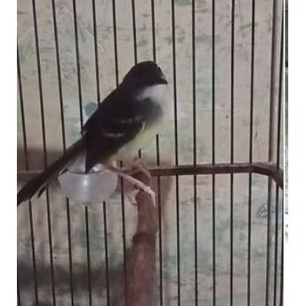 Burung ciblek semi jantan rawatan lama rajin bunyi