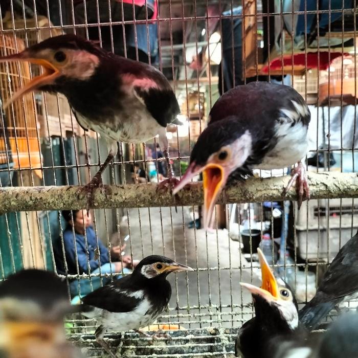 jalak suren anakan rawatan bagus