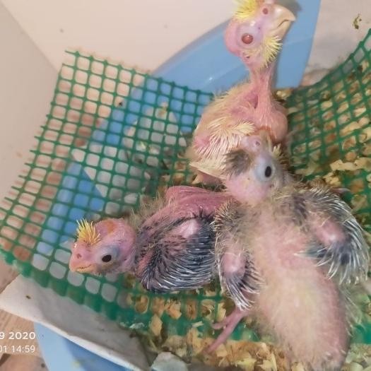 Baby Falk Cockatiel Grey 1 bulan
