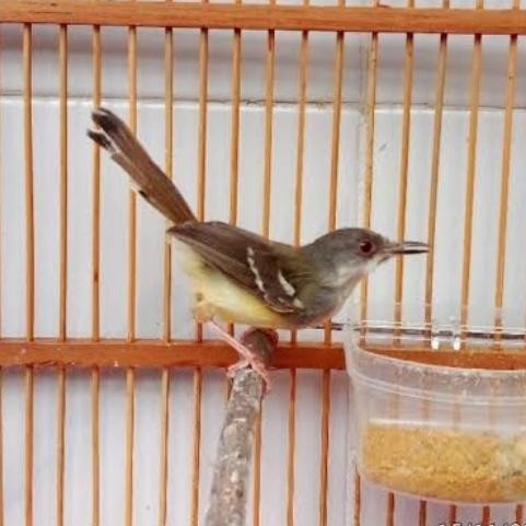 burung ciblek semi jantan ngevoer rawatan