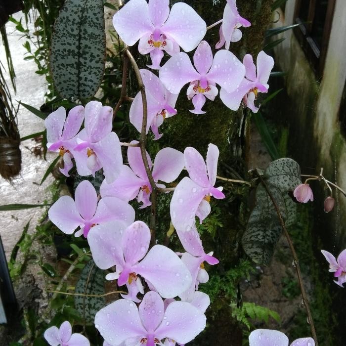 phalaenopsis schilleriana+anggrek species Philipina+ plant