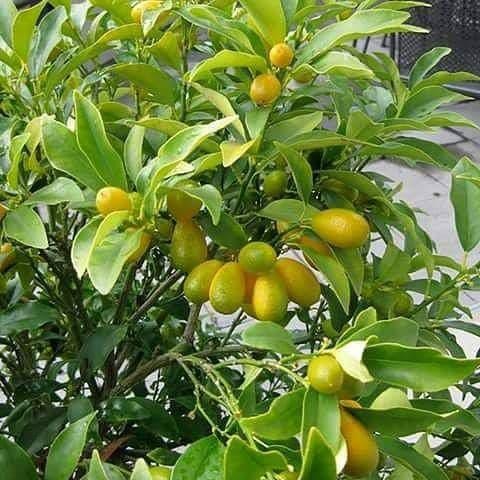 TANAMAN JERUK NAGAMI SUDAH BERBUAH