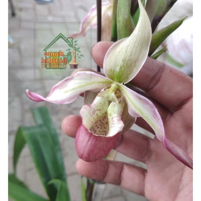 Tanaman Hias Anggrek Kantong Semar Langka