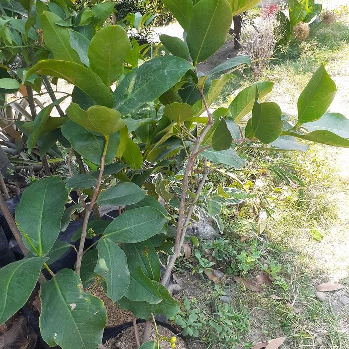 TANAMAN BUAH JAMBU AIR HIJAU TANPA BIJI SUDAH BERBUNGA/BERBUAH CANGKOK