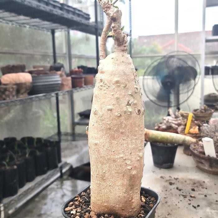 Fockea edulis caudex succulent sukulen