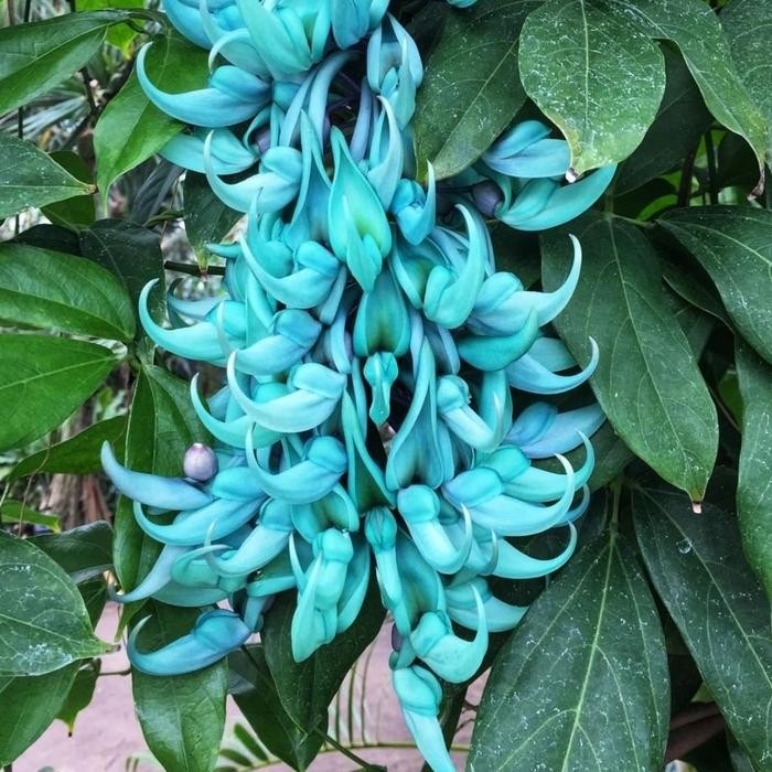 Tanaman Flame Irian Jade / Flame Irian Tosca /Anggrek Flame of Irian